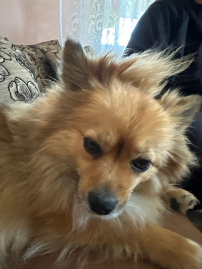 A close-up shot focuses on a medium-sized, light-brown dog with fluffy fur. The dog's head is tilted, and it is looking directly at the camera. The background consists of a patterned cushion or blanket, and a glimpse of a window and what appears to be a person's dark clothing. The image was likely taken indoors. There is no location data for the city of Manole, Bulgaria.