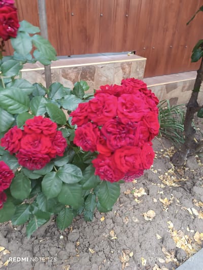The image shows a close-up view of a cluster of vibrant red roses in bloom, set against a backdrop of a wooden fence and a stone-tiled wall. The roses are the primary subject, with their petals appearing full and velvety. Lush green leaves surround the flowers, adding a rich contrast. In the foreground, the dry, cracked earth is scattered with fallen yellow leaves, suggesting an outdoor garden setting. A thin tree trunk with dark bark is visible on the right side of the frame, and a part of a grey vertical pole is on the left. The bottom left corner of the image displays "REDMI NOTE 12S" and the bottom right corner shows "17.06.2026 19:47," indicating the device used and the date/time of capture. The overall scene is natural and unposed.