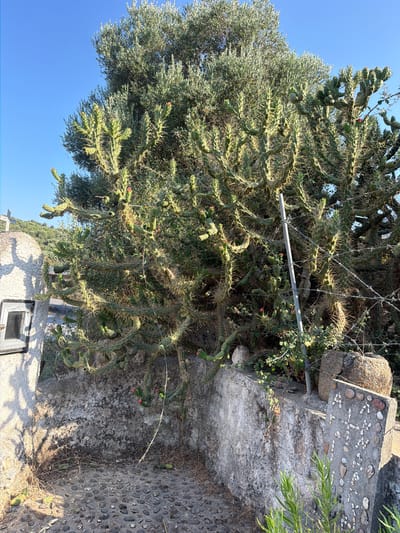 The image displays a vibrant outdoor scene, likely in Chambatha, Greece, characterized by the bright, clear blue sky suggesting a sunny day. The primary subjects are a large, sprawling cholla cactus, its segmented branches covered in sharp spines, and an olive tree with its silvery-green foliage. These plants are positioned next to a textured stone wall and a paved area made of small, dark pebbles embedded in concrete.
The cholla cactus, with its distinctive cylindrical stems and prominent thorns, dominates the foreground and midground, its branches twisting and reaching outwards. Small pink blossoms are visible on some of the cactus segments, adding a touch of color to the arid landscape. The olive tree, to the left of the cactus, provides a softer, greener contrast with its dense canopy of leaves.
The setting appears to be a somewhat rustic outdoor area, possibly a garden or a walkway, given the presence of the stone wall and the pebbled pavement. A portion of a building with a small, dark-paned window is visible at the bottom of the image, suggesting a residential or utilitarian structure. A metal bar, possibly part of a fence or support structure, runs horizontally across the cactus. The overall impression is one of a warm, dry climate, typical of Mediterranean locations. There is no discernible text in the image.