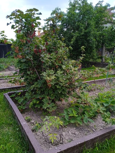 A medium-shot image captures a garden bed with a mature red currant bush laden with berries. The bush is the central subject, with its green leaves and clusters of red and brown berries filling much of the frame. To the right of the bush, a smaller tomato seedling is planted in the soil. The garden bed itself is defined by a raised wooden border. Beyond the immediate garden bed, rows of other plants are visible, with some showing signs of growth. In the background, a large, leafy tree dominates the right side of the image, and a white-brick house with a tiled roof can be seen peeking out from behind the foliage. A concrete pillar and fence are also visible in the background. The scene is outdoors, with a cloudy sky overhead, suggesting it could be overcast or late in the day. The overall impression is one of a well-tended, residential garden in Vyshhorod, Ukraine, likely during the summer growing season given the ripening berries. There is no visible text in the image.
