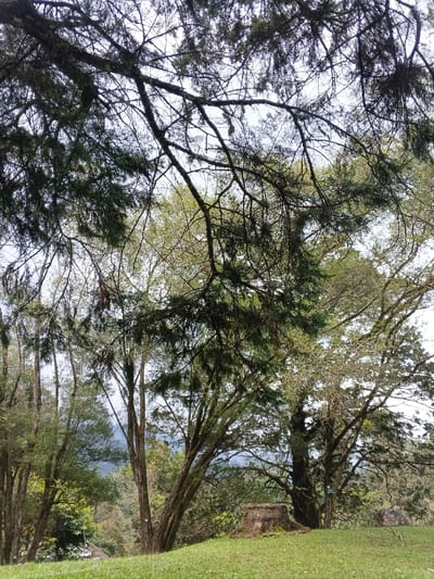A lush, green landscape is captured beneath a dense canopy of trees. The foreground features a verdant grassy hill leading to a collection of trees with varying foliage density. A tree stump sits prominently in the middle ground. The upper portion of the frame is dominated by a network of branches, creating an interlaced pattern against the bright sky. The scene evokes a serene, natural setting.