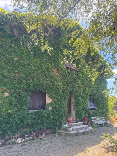 The image depicts a charming, ivy-covered house, likely located in Coteaux du Lizon, France. The house is a multi-story structure, with its facade almost entirely obscured by dense green ivy. Dark wooden shutters are visible on at least two windows. In front of the house, there are stone steps leading up to a doorway. A few potted plants, including one with red flowers, are placed on and around the steps. To the right of the steps, a white metal bench sits in the gravel courtyard. The ground is covered in gravel and scattered with some greenery. Trees with bright green leaves hang over the top of the house, with sunlight filtering through them and onto the scene. The sky above is blue with some white clouds. The overall impression is one of a rustic, tranquil, and somewhat overgrown property.