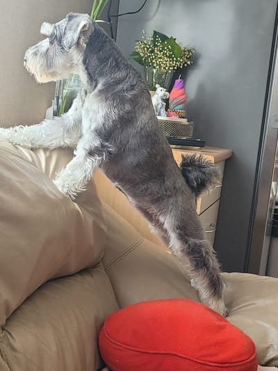 This indoor image from Šilutė, Lithuania, captures a grey and white miniature schnauzer-type dog in a home setting. The dog is actively exploring, standing on a light beige leather sofa. Its front paws are extended onto a wooden surface or shelf behind the sofa, while its hind legs remain planted on the sofa's backrest, suggesting it is looking at or sniffing something on the higher surface. The dog's head is lowered, with its characteristic shaggy white beard and eyebrows prominent. Its fur is a mix of dark grey on its body and white on its legs, chest, and face, with a short, fluffy tail.
On the wooden surface behind the dog, several decorative items are visible: a clear vase filled with white baby's breath flowers and green foliage, a vibrant multi-colored candle featuring purple, pink, and orange swirls, and a small white figurine, possibly an animal. Further back, a dark wall or cabinet is seen. On the sofa to the right, a bright red, spherical or heart-shaped cushion stands out against the neutral leather. The scene is brightly lit by ambient indoor light. No text is visible in the image. The overall impression is one of a curious pet in a comfortable home environment.
