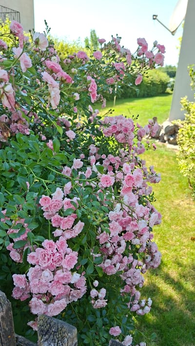 The image depicts a dense bush of pink roses in full bloom, cascading over a weathered wooden fence in the foreground. The roses are small, with multiple layers of delicate petals, ranging in shade from pale to a richer pink. Dark green foliage forms a lush backdrop for the flowers. In the background, a manicured green lawn stretches towards a building with a white facade and a visible satellite dish. The sky is clear and blue. The scene appears to be a garden, likely a private residential area within the city of Enns, Austria, given the architecture and the well-maintained landscaping. There are no people or animals visible in the frame. The lighting suggests it is daytime, with the sun casting soft shadows on the lawn.