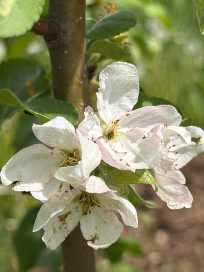 The image shows a close-up view of several apple blossoms on a branch. The blossoms are predominantly white with some light pink tinges on the edges of the petals. They appear slightly wilted and some petals have brown spots. The flowers are clustered together and attached to a slender, greenish-brown branch. The background consists of green leaves and out-of-focus foliage, with an area of blurred brown and green tones suggesting soil or other vegetation. The scene is natural and outdoors. There is no specific indication of the location in Ol'khovo, Russia beyond the presence of an apple tree, which is not unique to that location. There are no people visible in the image.