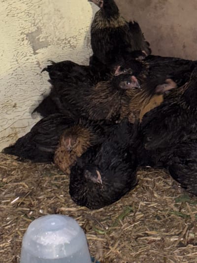The image captures a group of young chickens or chicks, predominantly black and dark brown with some lighter brown feathers, huddled together in an enclosed space. Several birds are visible, some with their beaks slightly open, suggesting they might be vocalizing or resting.
The setting appears to be an indoor environment, possibly a chicken coop or brooder, indicated by the ground covering and the birds' clustered arrangement. The ground consists of two distinct areas: to the right, there is a bed of hay or straw mixed with some green plant matter, while to the left, there is a lighter-colored, textured surface, possibly a painted wall or a worn, light-colored panel.
In the bottom right corner, a portion of a translucent plastic container, likely a waterer or feeder, is visible. The lighting is dim, suggesting it could be evening, night, or an interior space with artificial light. The birds are huddling close, which can be a natural behavior for young poultry seeking warmth or comfort. No visible text is present in the image. The location context for this scene is Asenovo, Bulgaria.