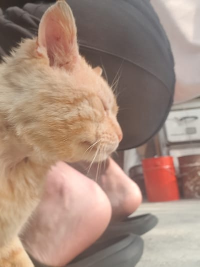 An orange tabby cat sleeps on a person's lap. The person wears dark-colored clothing. The lower part of a leg and a shoe are visible. In the background, there is a red object and other indistinct items. The location is assumed to be Хаджийско, Bulgaria.