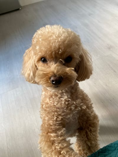A light brown poodle dog is lying down on a light-colored wooden floor. The dog is facing the camera with its head tilted. Its fur is curly and fluffy. The dog's eyes are dark brown, and it has a small black nose. Sunlight is casting shadows on the floor, indicating it might be daytime. A teal colored rug is partially visible on the right side of the image. The setting appears to be indoors, likely a home. There is no visible text in the image.