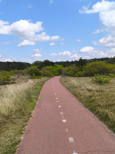 A paved, red path with white dashed lines runs through a grassy field towards a line of trees in the distance. The sky is blue with puffy white clouds. The field is primarily tall, tan grass, with scattered green bushes. The trees are dark green and form a dense line along the horizon. The path curves slightly to the right as it recedes into the distance. The scene is likely in a rural or park area near Bergen, Netherlands.