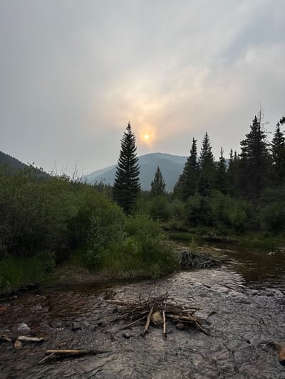 An outdoor, wide-angle, eye-level shot captures a hazy, overcast sky with a muted sun peeking through the clouds. In the foreground, a shallow, rocky stream flows across the frame, with a pile of branches and rocks resting on the streambed. The banks of the stream are lined with dense green foliage and tall grass. In the midground, a line of evergreen trees stands tall, silhouetted against the sky. Further back, a large mountain range is visible, shrouded in a light haze. The scene is devoid of any human presence or activity.
