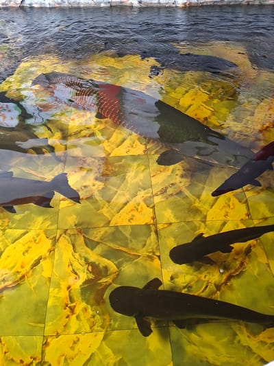 The image depicts a group of fish swimming in a pond or tank. The location is Blang Lilue, Indonesia. The fish are dark in color except for a large koi with red coloration. The pond/tank has a yellow and green tiled bottom, reflecting the water. There are at least six fish visible, of varying sizes, moving through the water. The water surface is rippled. One edge of the pond/tank appears to be concrete.