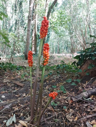 The image shows a close-up of several bright orange berries on green stalks in a forest setting. The berries are clustered together, resembling a small, rounded bunch. The stalks are upright, with some bending slightly. The background is a dense forest with many trees, their trunks and branches visible, some covered in ivy. The ground is covered with fallen leaves, twigs, and dirt, indicating an outdoor environment. There are no people or animals visible in the image. The lighting suggests it is daytime, with sunlight filtering through the trees. The overall impression is a natural scene in a woodland area.