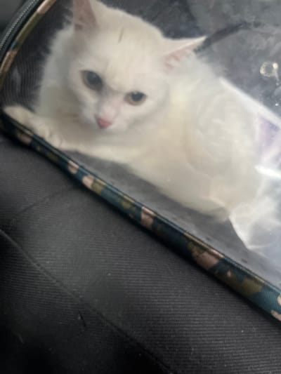A white cat is inside a clear plastic carrier, which rests on a dark, textured surface that appears to be a car seat. The carrier has a patterned trim along its edge, featuring dark green, pink, and tan shapes. The cat's face is visible, with its ears pointed forward and its eyes looking towards the camera. Its nose is pink. The background is dark and out of focus. The image is taken from a slightly elevated, close-up perspective. There is no visible information to determine its location in Pechinska, Bulgaria.