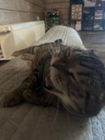 A tabby cat is lying on a quilted surface, with its head partially obscured by blur. The cat appears to be yawning, with its mouth open. In the background, a white radiator is visible against a wooden wall. Further in the background, shelves with various items, including boxes and what appears to be a green vacuum cleaner, are present. The overall environment suggests an indoor setting, possibly a room in a house. The location is identified as Хвойное Кп, Russia.