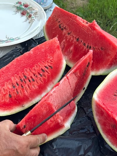 In the city of Pribrezhnyi, Russia, this image captures a close-up view of several slices of fresh watermelon arranged on a black plastic sheet. The watermelons are vibrant red with visible black seeds. One slice is being cut with a knife, held by a person's hand with visible skin texture. In the background, a white plate with a floral pattern is partially visible, as is green grass. The lighting suggests an outdoor setting.