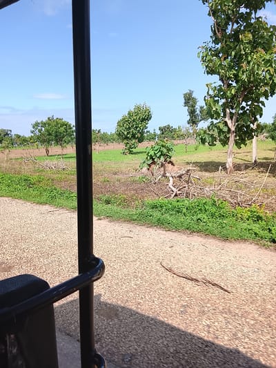 The image captures a view from inside a vehicle, looking out at a rural landscape in Mallam Boyi, Nigeria. A black metal bar from the vehicle's structure is prominently in the foreground, partially obscuring the view. Beyond this, a gravelly path or road stretches into the distance. The scene is characterized by a mix of cultivated fields and natural vegetation.

Several trees are scattered across the landscape, some with dense green foliage, while others appear sparser. The ground is a combination of dry earth and patches of green grass, with areas of felled branches and twigs suggesting recent clearing or natural debris. In the background, more trees and vegetation are visible, extending towards a horizon under a bright, clear blue sky with a few wispy clouds. The lighting suggests it is daytime, likely morning or afternoon, with the sun casting shadows.

The overall impression is one of a serene, rural environment, possibly a farm or an area undergoing agricultural development. There are no people visible in the frame, and the focus is on the natural and man-made elements of the setting. The presence of the vehicle's interior elements indicates that the photograph was taken while in transit. The scene appears dry, consistent with a warm climate. No text is visible in the image.