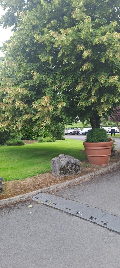 The image shows a large tree with green and light brown leaves, casting shade over a grassy area. To the right of the tree, there is a large terracotta pot with a neatly trimmed green bush inside. In front of the pot and tree, a large grey rock sits on a patch of ground covered in mulch and fallen leaves. A gray speed bump is visible on the asphalt road in the foreground. In the background, several cars are parked. The location is identified as Breaffy House Resort, Ireland.