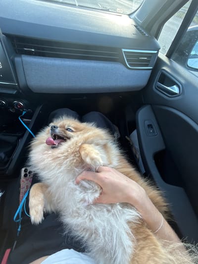 A lively, fluffy Pomeranian-type dog, with light brown and cream fur, is seen inside a car, resting on what appears to be a person's lap or leg on the passenger side. The dog has its mouth wide open, tongue out, and eyes bright, suggesting excitement, panting, or happiness during a car ride. A light-skinned human hand, adorned with a delicate silver chain bracelet, is gently stroking or holding the dog's fur.
The setting is the interior of a modern car, characterized by dark grey and black plastics, accented with textured light grey fabric panels on the dashboard and door. Rectangular air vents with silver trim are visible on the dashboard, alongside a black door panel featuring a silver door handle and a standard window control switch. Below the dog, on the center console, a smartphone in a patterned case with a blue lanyard is visible, alongside rotary control knobs, possibly for climate or audio. A blue strap or leash is also partially visible near the phone.
Bright natural light streams into the car through the windows, indicating daytime and likely sunny weather. A small, stylized decal, consistent with a French Crit'Air vignette (air quality certificate), is visible on the windshield, providing a strong contextual clue for the location. This suggests the car is in France, aligning with the provided context of Roquebrune-sur-Argens, France. The overall impression is one of a cheerful companion enjoying a car ride.