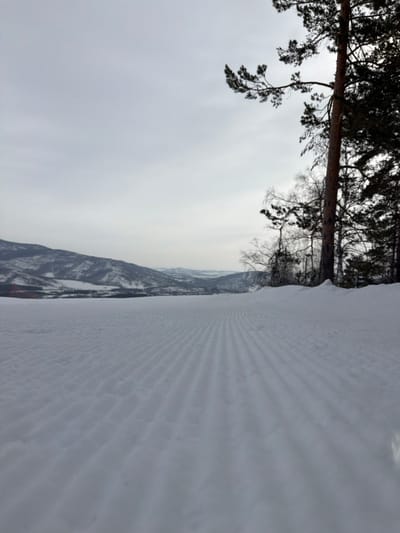 The scene depicts a groomed snow-covered landscape at what appears to be a ski resort, consistent with the Novoabzakovo area in Russia, under an overcast sky. The foreground and midground are dominated by a wide expanse of white snow exhibiting distinct, parallel ridged patterns, indicative of recent snowcat grooming. To the right, a vertical line of trees stands at the edge of the groomed area. This includes a prominent, mature coniferous tree with a dark trunk and green needles, along with several bare deciduous trees with lighter, slender branches. The background reveals a panorama of rolling, snow-covered mountains and hills extending towards the horizon. The sky is a uniform, light grey, suggesting complete cloud cover and diffuse lighting. No individuals, specific man-made structures (apart from the groomed snow), or active subjects are present in the image. The environment is cold and still.