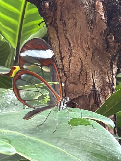 A glasswing butterfly rests on a vibrant green leaf. The butterfly's wings are translucent with delicate black veins, and the edges are outlined in a warm reddish-brown. A prominent white band stretches across the upper portion of its wings. In the background, the rough, textured bark of a tree trunk is visible, alongside lush green foliage. The scene appears to be outdoors, possibly in a garden or natural setting, given the presence of plants and the tree. The lighting suggests it is daytime.