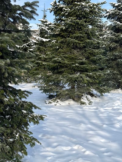 The scene depicts a winter landscape in the city of Plodorodny, Russia, characterized by deep snow and numerous evergreen trees under a clear blue sky. The foreground features the snow-dusted branches of an evergreen tree on the left, framing a pristine snow-covered ground. The snow exhibits undulating patterns and distinct shadows cast by the surrounding trees, indicating bright daylight. In the midground, several mature evergreen trees stand prominently, their dark green needles contrasting with the white snow accumulated on their branches. The base of the central tree is visible, encircled by snow. Further back, additional snow-laden evergreen trees extend into the background. Between the distant trees, a multi-story building of a light color, possibly white or grey, with visible dark windows, is partially discernible. No individuals, animals, or specific actions are observed within the frame. The overall environment suggests a cold, clear winter day in an urban or suburban park-like setting.
