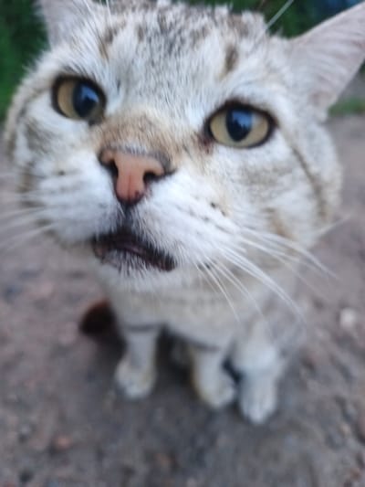 This media file contains a close-up, low-angle shot of a cat's face. The cat appears to be a tabby with light grey and brown fur, and striking yellow eyes. Its nose is a light pinkish-brown, and its mouth is slightly open, revealing a dark interior. The cat's whiskers are prominent and long.
The background is blurred, suggesting shallow depth of field, and appears to be an outdoor setting. Hints of green foliage are visible in the upper left corner, and the ground beneath the cat looks like dirt or gravel, with some small stones. The lighting suggests it is daytime, likely outdoors.
The cat's expression is direct and engaging, with its eyes looking straight at the camera. The overall impression is one of curiosity or perhaps a request for attention. No text is visible in the image. The setting implies a rural or semi-rural environment, consistent with the provided location context of Sovkhoz "Kommunar," Russia. The image focuses intensely on the cat's features, creating an intimate portrait.