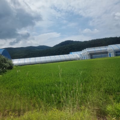 The image depicts a rural landscape in Anheung-myeon, South Korea, characterized by a lush green rice paddy in the foreground. Behind the paddy, a series of long, white greenhouses with blue trim stretch across the scene, partially obscuring a densely forested mountain range in the background. The sky above is a mix of gray and white clouds against a pale blue backdrop. A small portion of a blue-domed structure is visible on the far left edge of the image, along with a cluster of green trees. The overall impression is one of agricultural activity within a natural mountainous setting.