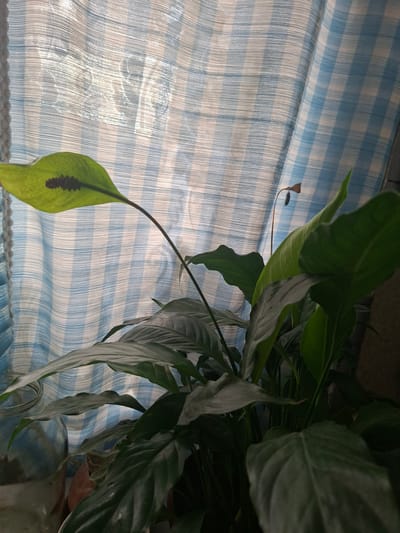 This media file is a close-up shot of a peace lily plant, with its leaves and a single bloom, positioned in front of a light blue and white checkered curtain. The curtain is translucent, allowing some light to filter through, suggesting it's daytime. The plant is lush and green, with some leaves showing signs of browning or variegation. One prominent leaf hangs down, catching the light and revealing a dark, speckled spadix of its bloom. The overall scene is indoors, likely a home or office, given the presence of the houseplant and curtain. There are no people visible in the image, and no text is present. The lighting is soft, hinting at natural light from a window. The composition is focused on the plant and the texture of the curtain, creating a serene and slightly domestic atmosphere. The image appears to be taken in Babynino, Russia.