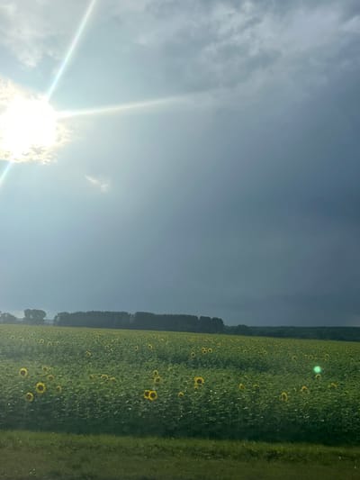 The image depicts a vast field of sunflowers under a dramatic sky. The sun is prominently visible in the upper left quadrant, with bright rays emanating from it and illuminating some of the clouds. The sky transitions from a bright, hazy blue near the sun to a darker, storm-like gray on the right. The sunflower field occupies the lower half of the image, filled with numerous yellow-faced flowers and green foliage. In the background, a line of trees forms a dark silhouette against the horizon. The foreground shows a strip of green grass. The scene appears to be an outdoor landscape in a rural area. The specific location in the city of Иж-Бобья, Russia, cannot be confirmed from the visual information alone. There are no people or discernible actions depicted in the image.