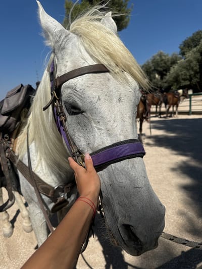 The image displays a light grey horse, visible from the chest upwards, positioned in an outdoor setting within the Merom HaGalil Regional Council, Israel. The horse has a white/blonde mane and is equipped with a dark brown leather bridle and an underlying purple nylon halter. A dark grey saddle bag is visible on the horse's left side. A human hand, featuring light pink manicured fingernails and two thin red string bracelets on the wrist, is gently making contact with the horse's left cheek/muzzle area, below its eye and above the purple halter. In the blurred background, multiple dark-colored horses, also saddled, are visible near a light-colored fence. Green foliage and a clear blue sky are present in the distant background. The ground beneath the horse is a light brown, dusty surface. The scene is brightly illuminated by direct sunlight.