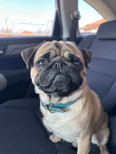 A fawn-colored pug dog is seated upright on a dark gray fabric car seat within a vehicle. The pug faces forward, looking directly at the viewer, and wears a teal and blue-green striped collar with a silver D-ring. Its face exhibits characteristic wrinkles and a dark muzzle; a slight reddish mark is present on the left side of its snout (viewer's right). The vehicle's interior features include a dark door panel on the left and a seat headrest and a light-colored seatbelt guide on the right. Through the car windows, a clear blue sky is visible above out-of-focus brown-orange elements, possibly buildings or landscape. Mirrored text, partially obscured and indistinct, along with a square logo, is reflected on the upper left window surface. There is no definitive visual information within the image to confirm the specific location as Domlyan, Bulgaria.