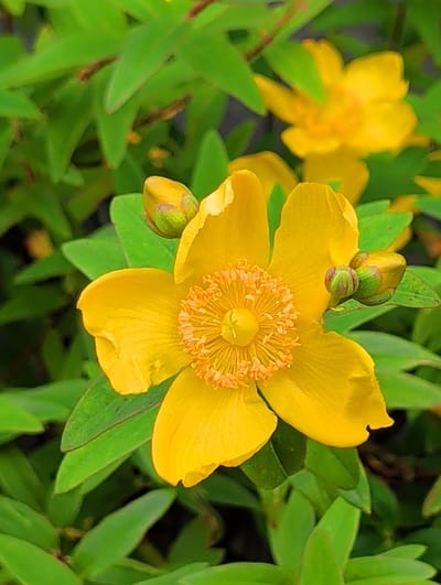 This is a close-up, overhead shot of a bright yellow St. John's Wort flower in full bloom, surrounded by its vibrant green foliage. The flower is the central focus, with five large, delicate petals radiating outwards. The center of the flower features a prominent cluster of stamens, tipped with orange anthers, creating a textured and visually engaging core. To the left of the main flower, a developing bud is visible, still enclosed in green sepals, hinting at future blooms. The background is a soft blur of green leaves and hints of other yellow flowers, suggesting a garden or natural setting. The lighting appears to be natural daylight, possibly late morning or early afternoon, as there are no harsh shadows and the colors are well-illuminated. The image conveys a sense of natural beauty and the peak of a flowering season. There is no visible text in the image. The location context is Waterford, Ireland, which is consistent with the type of flora often found in temperate climates.