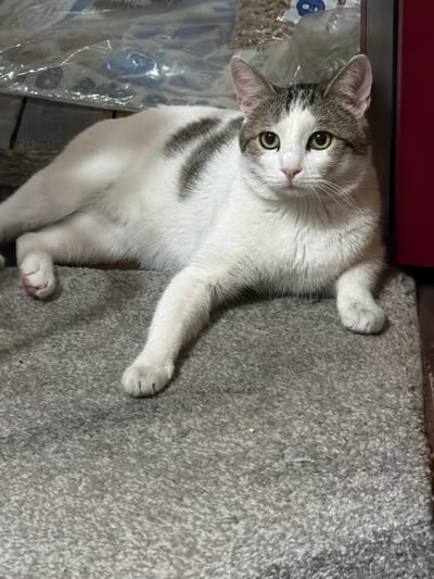 A domestic short-haired cat is observed lying on a textured gray rug in an indoor setting. The cat is predominantly white with distinct gray tabby markings on its head, ears, and across its back. Its eyes are light green, directed forward, with a pink nose. Its left front paw is extended forward, while its right front paw is bent beneath its body. Pink paw pads are visible on the partially obscured left rear paw. To the immediate right of the cat, a vertical, smooth surface of a dark red color is visible. In the background, to the left of the cat, multiple clear plastic bags are present, one containing light-colored granular material. A dark floor or surface is visible beneath these bags. No human subjects or interactions are present. This scene is located in the city of Kavrakirovo, Bulgaria.