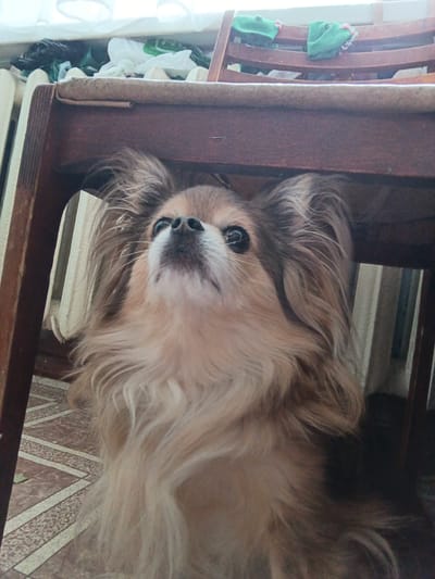 A long-haired, tan-colored chihuahua is peeking out from under a wooden table. The dog's head is tilted upwards, looking directly at the camera with its large, dark eyes. Its fur is fluffy and extends past its head, creating a halo effect. The dog is positioned on a tiled floor with a geometric pattern of brown and beige tiles. In the background, there is a white radiator and a wooden chair with green fabric draped over it. The scene appears to be indoors, possibly in a home environment. The lighting is natural, coming from an unseen source, and casts soft shadows. There are no people visible in the image.
