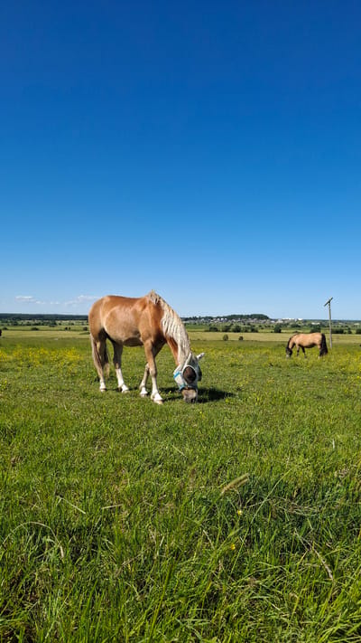 In a sun-drenched meadow, a light brown horse with a blonde mane and tail grazes, wearing a fly mask that covers its eyes and ears. Its body is turned to the side, with its head lowered to the ground as if it's about to lie down. The horse is in the foreground, dominating the frame with its presence. Behind it, the grassy field stretches out, dotted with small yellow flowers, suggesting a warm, sunny day. In the background, a second, darker brown horse is visible, also grazing. A utility pole stands to the left of the second horse, and a line of trees and buildings can be seen in the far distance, hinting at a nearby town or settlement. The sky is a vibrant, clear blue, with no clouds visible, indicating fair weather. The overall scene evokes a sense of peaceful rural life on a summer day in Kaporskoe, Russia.