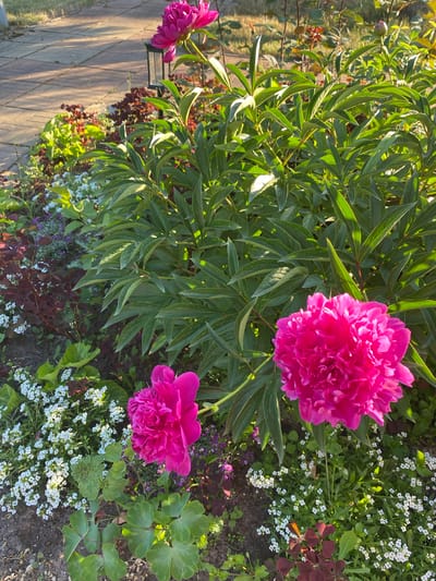 The image shows a close-up of a garden bed with pink peonies and smaller white flowers. A paved walkway is visible in the upper left corner, with a lamppost to the left of the path. The garden is illuminated by sunlight, creating shadows and highlighting the textures of the plants. The city of Volzhsk, Russia is not visible in this image.