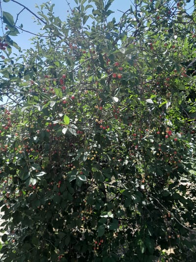 The image captures a close-up view of a cherry tree laden with ripe and ripening cherries, set against a clear blue sky. The cherries vary in color from yellow to red, indicating different stages of maturity. The branches are densely covered with dark green leaves, creating a rich canopy that partially obscures the view of the fruit. Sunlight filters through the leaves, casting dappled shadows and highlighting some of the cherries. The overall scene suggests a bountiful harvest. The location in Artashat, Armenia, implies a natural, possibly agricultural setting. There are no people or animals visible in the image, and no actions or interactions are taking place. The environment is characterized by the abundance of the cherry tree and the bright, sunny weather.
