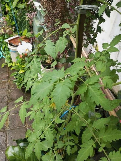 A vibrant green tomato plant, supported by a wooden stake and secured with a grey plastic tie, dominates the foreground of this image. Its broad, deeply serrated leaves are prominent, with several small yellow flowers visible amongst the foliage, indicating it is in bloom. The plant appears healthy and well-watered.
In the midground to the left, a white phalaenopsis orchid with two delicate white flowers stands out against the green backdrop, positioned near a white bucket. The ground beneath is paved with grey, rectangular pavers that appear damp, suggesting recent rain or watering. A blue cord or wire loops loosely near the orchid.
The background is filled with a variety of other lush potted plants and dense foliage, some displaying darker, reddish-brown hues, creating a rich, green setting. A light-colored wall is visible on the upper right, along with hints of wooden structures and a reflective surface, possibly glass. The scene is illuminated by natural, diffused light, indicative of an overcast day or a shaded outdoor area. No people or discernible text are present in the image.
