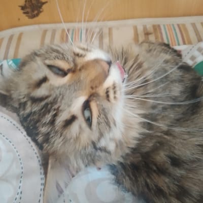 A close-up, head-on, eye-level shot of a fluffy, tabby cat's face is captured in this image. The cat is lying on its back on a striped surface, with its head tilted slightly back and its tongue sticking out, giving the impression that it is either yawning or grooming. Its eyes are partly closed, and its whiskers are spread wide. The background appears to be a bed with striped bedding and a wooden headboard. The image does not provide any information about the location in the city of Baymak, Russia.