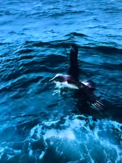 A bird with dark plumage and a white chest is in flight just above the surface of deep blue, choppy water. The bird's wings are extended and appear to be in mid-flap. The water is disturbed, with small waves and white foam visible. The scene is an outdoor natural environment, likely a body of water. There is no indication of the city of Springboro, United States of America in the image.