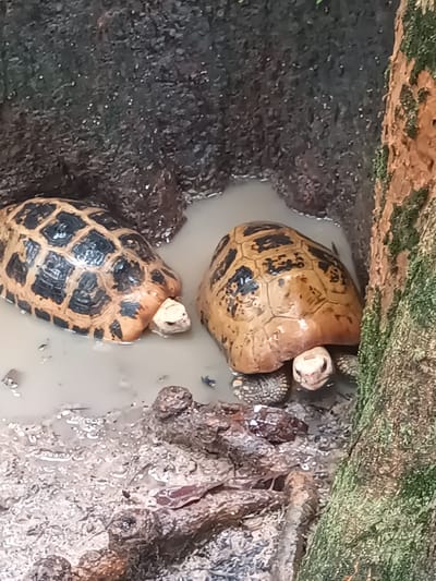 The image depicts two radiated tortoises (Astrochelys radiata) partially submerged in a shallow pool of muddy water. The tortoises have prominent, cream-colored heads extending from beneath their heavily patterned shells, with black and tan geometric patterns. The pool is situated beside a tree trunk covered with green moss, and the background consists of rough, dark-colored rock or earth. Based on the location, this scene could be part of an exhibit or enclosure within a zoological or conservation facility in Takdat, Thailand. The tortoises appear to be resting or partially immersed in the water.