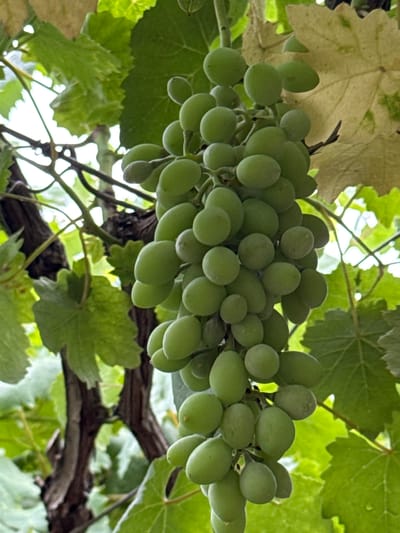 This media file depicts a close-up, low-angle view of a cluster of unripe green grapes hanging from a vine. The grapes are round to oval in shape, with a pale green hue and a slightly waxy bloom. They are tightly packed together, forming a dense bunch.

Surrounding the grapes are large, broad green leaves, characteristic of a grapevine. Some of these leaves are lush and vibrant, while others appear to be aging, showing patches of yellowing, suggesting a late summer or early autumn setting. The background is a mix of bright sunlight filtering through the foliage, creating a dappled effect and indicating it is daytime. The overall impression is of a natural outdoor setting, likely a vineyard or garden.

The image focuses entirely on the grapes and their immediate environment, with no people or man-made structures visible. The texture of the grape skins and the veins of the leaves are discernable, suggesting a moderate level of detail. There is no visible text in the image. The setting, Khazar Raion, Azerbaijan, places this scene within a region known for viticulture. The overall mood is serene and natural, highlighting the growth and ripeness of the grapes.