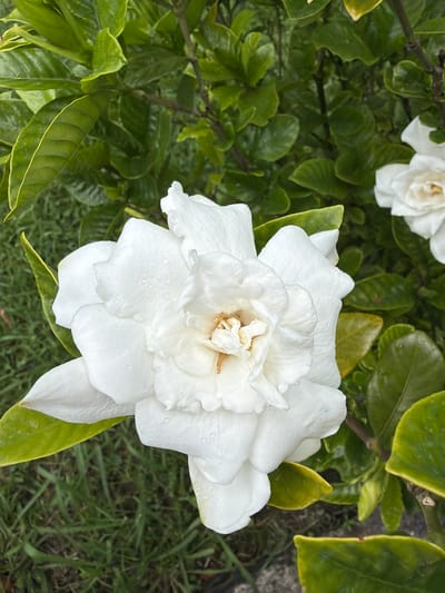 A close-up, eye-level shot captures a blooming white gardenia flower in full focus. The flower's petals are layered and soft, with tiny water droplets clinging to their surfaces, indicating recent rain or watering. A hint of the stamen is visible at the flower's center, a light brown hue against the white. Surrounding the gardenia are lush, dark green leaves, some with a slight yellow tint along their edges, suggesting a healthy plant. The background is a blur of more green foliage and a patch of grass, implying a garden setting. In the upper right corner, a second, partially visible white gardenia blossom adds depth to the scene. The overall atmosphere is one of natural beauty and tranquility. The location in Matkhoji, Georgia, suggests this gardenia is part of the region's flora, likely blooming in its natural or cultivated habitat.