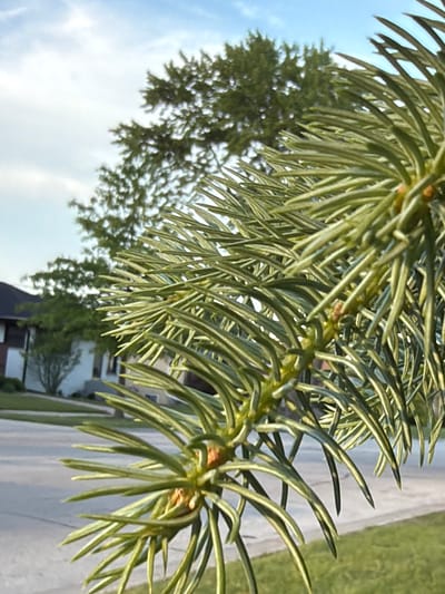 The image depicts a close-up of a pine tree branch with long, green needles. The branch is the primary subject, positioned in the foreground. In the background, partially obscured by the branch and blurred, is another tree, a building, and a street. The sky is visible in the upper left corner, appearing light blue with some clouds. The location is Niles, United States of America. No people are visible. The scene seems to be outdoors during daylight.