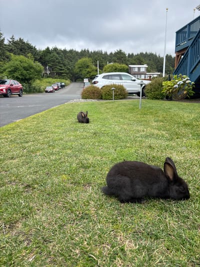 Two black rabbits sit on a grassy lawn alongside a road. The larger rabbit is in the foreground. In the background, a white car is parked near some bushes and a house. A row of cars is lined up along the road. The sky is overcast and the trees are lush green.