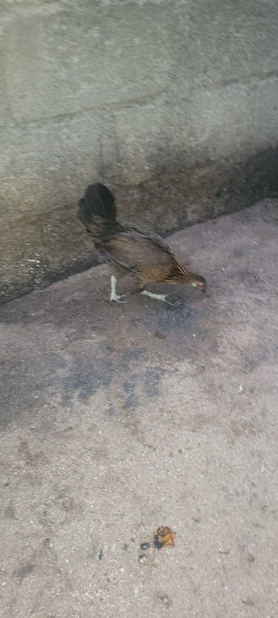 A young chicken with brown and black feathers is standing on a rough, concrete ground in Jalingo, Nigeria. Its tail feathers are dark and prominent, and its legs are white. The chicken appears to be foraging, with its head lowered towards the ground. In the background, there is a textured gray concrete wall, possibly a building exterior or a retaining wall. A small pile of debris, consisting of a brown leaf-like object and a few small stones, is visible on the ground in the lower right portion of the image. The lighting suggests it is daytime.