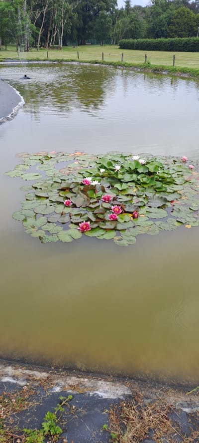 A cluster of pink and white water lilies with large green lily pads floats on the surface of a calm, brownish-green pond. The lilies are concentrated in the center of the image, with some scattered across the water. The pond is bordered on the left by a grassy embankment with trees and bushes, and on the right by a textured, dark edge with dry grass and some green foliage. The water is mostly still, with faint ripples visible. The lighting suggests it is daytime, possibly overcast, as there are no harsh shadows. The scene is peaceful and natural, with no people or obvious man-made structures beyond the pond's edge. There is no visible text in the image.