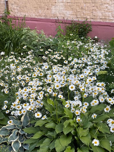This image depicts a close-up view of a garden bed filled with numerous white daisies with yellow centers. The daisies are densely packed, creating a vibrant floral display. Among the daisies, large, textured green leaves of hosta plants are visible, adding contrast in color and form. The foliage is lush and healthy, suggesting a garden in full bloom.
To the left of the garden, a textured surface that appears to be a brick wall, rendered in a light beige color, runs vertically along the edge. Adjacent to the brick wall is a section of a painted wall in a deep rose or burgundy color. The orientation of the image is such that the brick wall and painted wall are on the left side, and the garden extends to the right.
The scene appears to be outdoors, likely during daylight hours, given the natural lighting. There are no people or specific objects other than the plants and the adjacent structures. The overall impression is one of a well-maintained garden, possibly a residential or public garden space. There is no visible text in the image. The location context provided is Sarov, Russia.