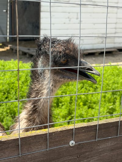 An emu's head and neck are prominently featured in a close-up shot, looking through a wire fence. The image is taken at an angle, with the emu's head tilted upwards and its beak slightly open, revealing a reddish interior. Its dark, shaggy feathers are visible around its head and neck, with some lighter greyish-white patches on its throat. One of its dark eyes, with an amber-brown iris, is visible.
The emu is positioned behind a metal wire fence, which forms a square grid pattern and occupies the foreground, creating a barrier between the viewer and the animal. To the right of the emu's head, the fence is attached to a weathered dark wooden post with a silver screw. This wooden post has patches of yellow lichen or moss.
The background consists of vibrant green grass, indicating an outdoor setting, likely a field or enclosure. Further in the background, behind the grass, there is a light-colored building, possibly a shed or barn, with vertical siding. The scene is brightly lit by natural sunlight, suggesting clear weather during daytime. No specific activity beyond the emu looking out is discernible. There is no visible text in the image. The location context provided is Gay-Kodzor, Russia, suggesting this scene takes place in that region.