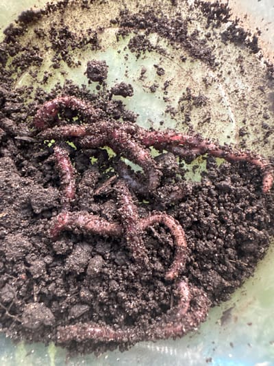 The image shows a close-up view of several earthworms wriggling in dark soil, which is likely a compost bin or a garden bed in Борискино, Russia. The worms are segmented and reddish-brown in color, covered in soil particles. The soil appears moist and contains small pebbles and organic matter. The background is a blurred, light green surface, possibly the side of the container holding the soil and worms. There are no humans or any other subjects in the image.